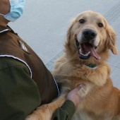 Tỉnh Gunma xúc tiến dự án huấn luyện chó để đánh hơi bệnh